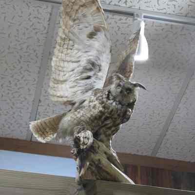 Taxidermy