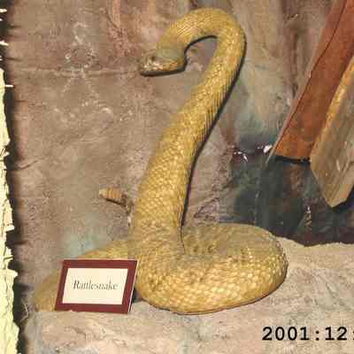 Taxidermy