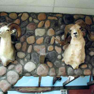 Two Alaskan Dall Sheep Taxidermy shoulder mounts