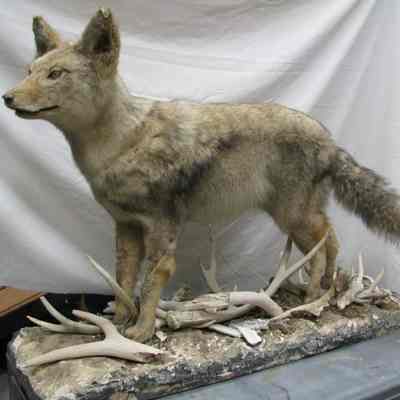 Taxidermy