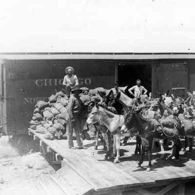 Unloading Burros' Ore from Samoan Mine