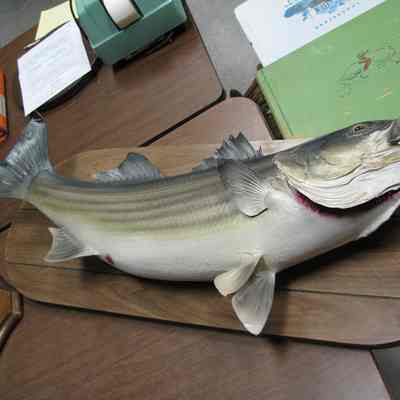 Animal, Stuffed