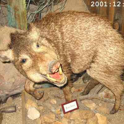 Taxidermy