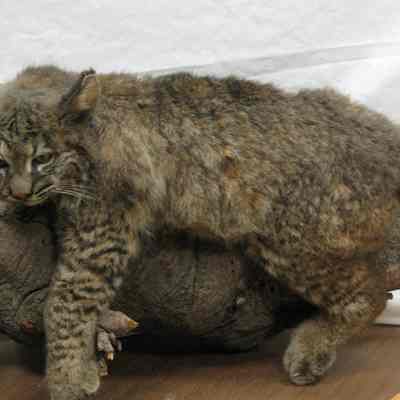 Taxidermy