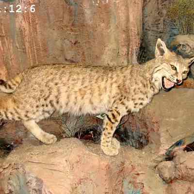Taxidermy