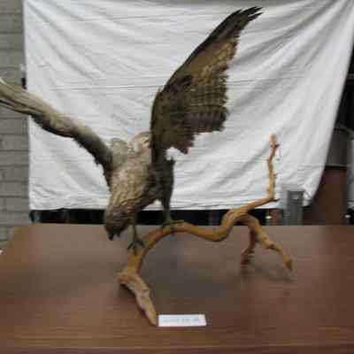 Animal, Stuffed