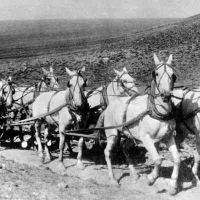 Stagecoach from Kingman to Chloride
