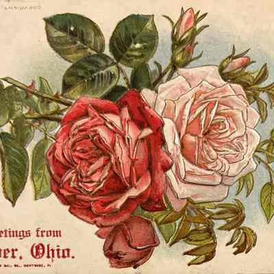 Picture Postcard - Beaver, Ohio
