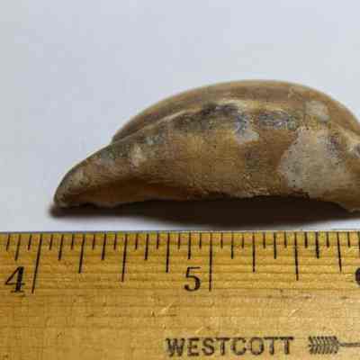 Cowrie shell lure portion-possible