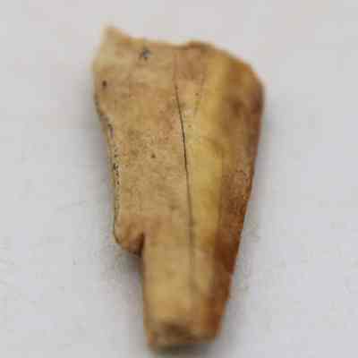 Closeup lengthwise view of a needle fragment made from worked bone: This image shows a weathered, brown bone fragment with a rough surface, tapered end, and fine lines.