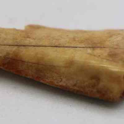 Closeup view of needle fragent made from worked bone: Origsize: 1.28 cm (l); Origformat: Artifact; Resolution: 200 dpi