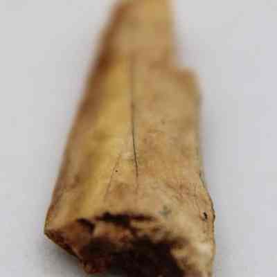Closeup lengthwise view of a needle fragment  made of worked bone: The image shows a close-up view of a small, elongated bone fragment with a rough texture and brownish color,  placed on a light surface.