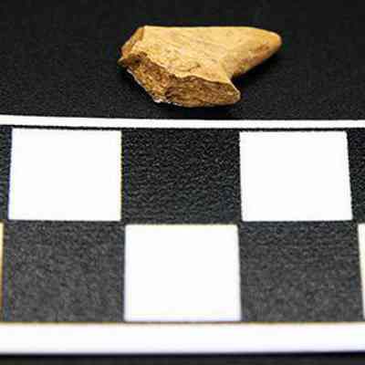 Part of bone toggle with scale: The image displays an ancient bone placed above a black and white centimeter scale for size comparison on a dark background.