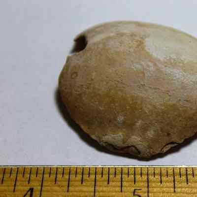 Cowrie shell lure fragment-possible