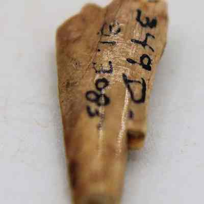 Closeup lengthwise view of needle fragment with visible alternate id number: The image shows a small, worn piece of bone inscribed with black markings or writing, placed on a plain, light-colored surface.