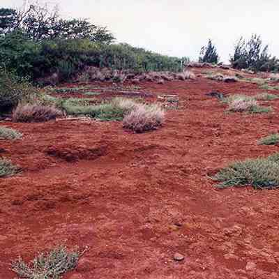 Plantings of native species on hard pan