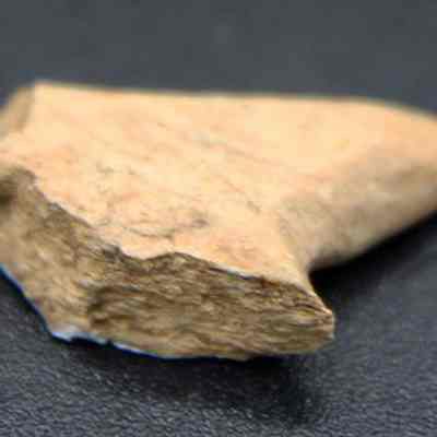 Closeup of part of bone toggle: The image depicts a small, pointed, irregularly-shaped piece of bone resting on a smooth, black surface, possibly a tool or artifact.