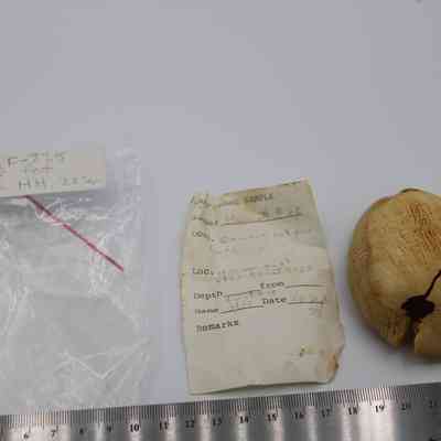 Shell Lure