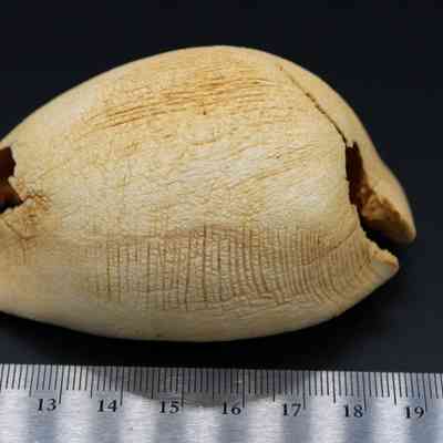 Profile of shell lure with ruler: The image shows a detailed view of a shell lure, placed beside a ruler for scale, with its intricate texture and openings visible against a dark background.
