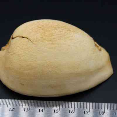 Profile of shell lure with ruler: The image depicts a beige shell lure placed on a dark surface alongside a measuring ruler for scale.