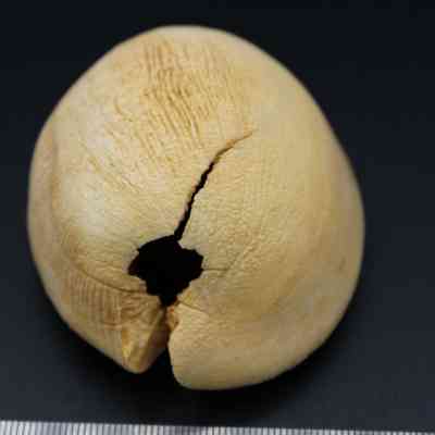 Closeup of top of shell lure with ruler: The image shows a cracked shell lure with a hole, placed next to a ruler for scale, on a black background.