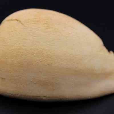 Closeup profile of cowrie shell lure: The image showcases a beige, textured shell lure on a dark background, highlighting its smooth, curved surface and natural appearance.