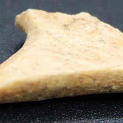 Closeup of bone toggle part: The image shows a close-up of a piece of bone resting on a dark, textured surface.