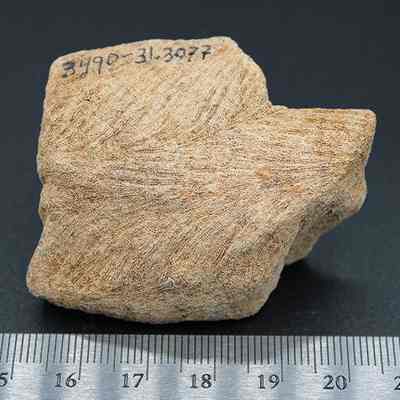 Coral abrader with visible alternate id number and ruler: A textured coral lies above a measuring scale, displaying numbers for precise reference and examination.