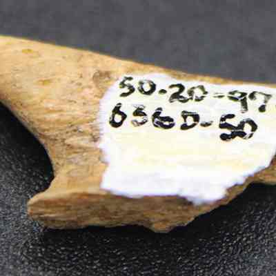  Bone toggle part with original accession number: The image shows a small, pointed, brown fragment, likely an artifact, with handwritten black text on a white label that reads "50-20-97-636D-50."
