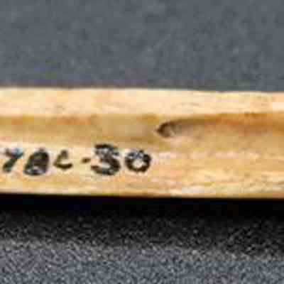 Closeup of bone pick: The image shows a bone tool with black identification numbers, displayed on a dark surface.