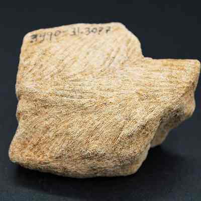 Closeup of coral abrader with visible alternate id number: The image shows a textured, irregularly shaped coral with visible striations and a number written on its surface, placed against a smooth, dark background.