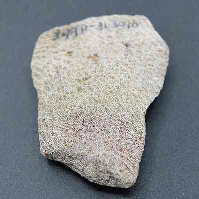 Close up of coral abrader: The image shows an ancient, irregularly shaped piece of coral with an identification number handwritten in black ink, resting on a smooth, dark background.