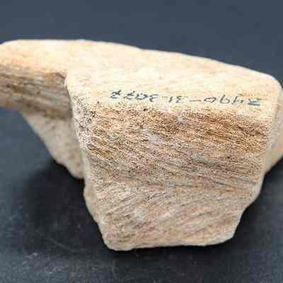 Closeup side view of coral abrader with visible alternate id number: The image shows a piece of coral with a rough texture, light brown color, and some numbers hand-written on its surface, placed on a dark background.