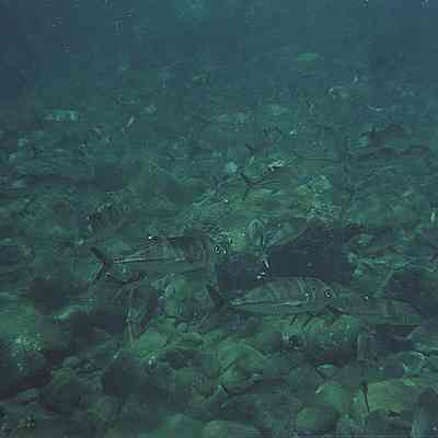 School of pake ulua
