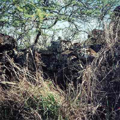Walled terrace at Site 656
