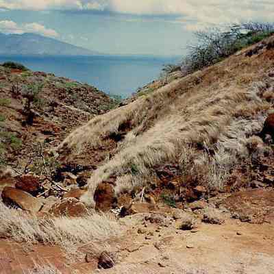 Grass & Kiawe-South Gulch, Hakioawa
