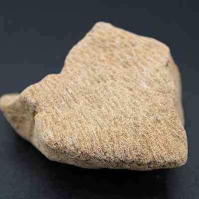 Closeup of coral abrader: The image shows a roughly textured, tan-colored coral with an irregular shape, resting against a plain, dark background.