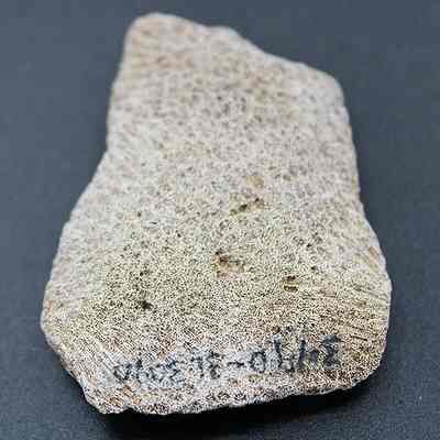 Closeup of coral abrader with visibile alternate id number: The image shows a roughly rectangular, textured coral with numbers and symbols inscribed at the bottom, set against a dark background.