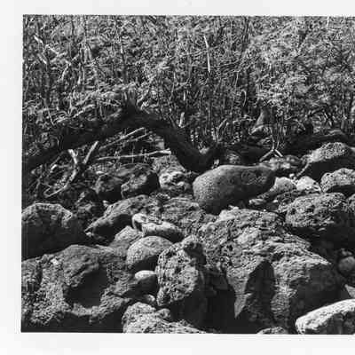Site 185F#25