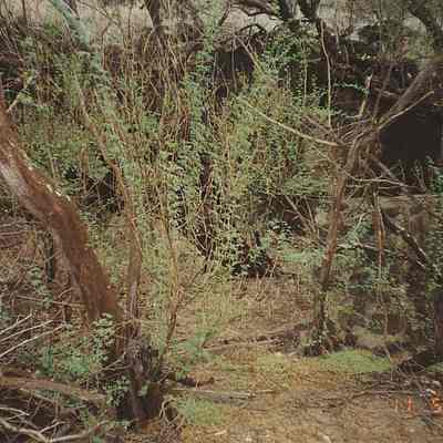 Kuheia's house or church walls