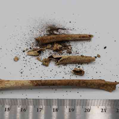 Bird bones and ruler: The image shows fragmented bird bones scattered on a white surface, accompanied by a ruler for scale, highlighting their delicate structure.