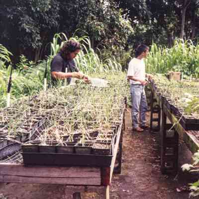 Two people propagating plants