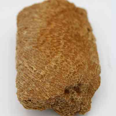 Closeup of coral abrader: The image shows a textured coral abrader, partially encased with reddish soil,  characterized by its rough, porous surface, used historically for various scraping or smoothing tasks.
