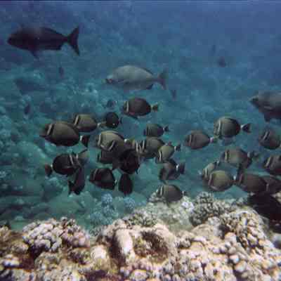 School of surgeonfish with chubs