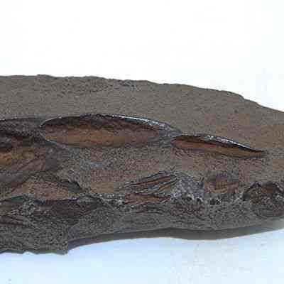 Closeup of an adze fragment: The image shows a dark brown, quadrangularly shaped basalt rock with polished edges. It has several elongated indentations.