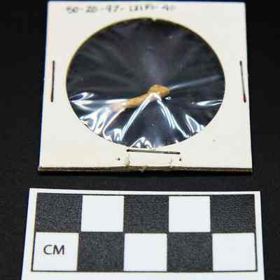 Portion of fishhook and scale: The image shows a small artifact encased in a transparent film within a circular cardboard frame, with a black-and-white scale beneath it.