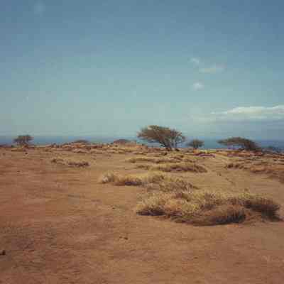 Hardpan with trees, ocean in background