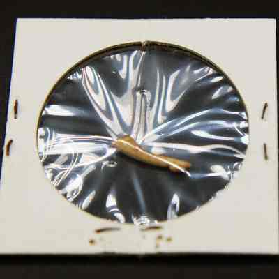 Closeup of fishhook portion: A small, light brown object sealed in shiny plastic is on a white cardboard frame.