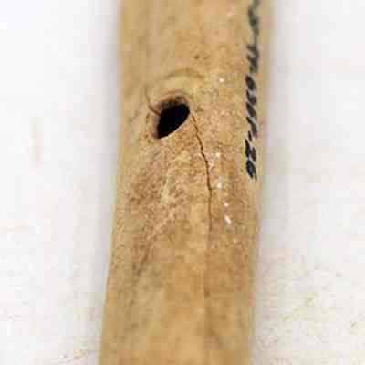 Lengthwise view of possible bone toggle: The image shows an ancient bone with a smooth surface, featuring a small hole on one side.