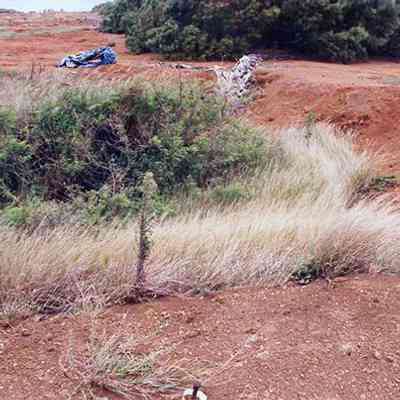 Plants in crater